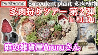 313{多肉植物} 多肉狩りツアー第２弾🚗in和歌山🍄「庭の雑貨屋Aruru」さん訪問【多肉狩り】【モルタル造形】【寄せ植え】【Succulent】