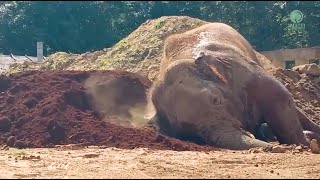 Handsome Bull Elephant Navaan And YinDee! - ElephantNews