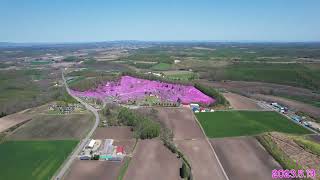 北海道 大空町【東藻琴芝桜公園】空撮（2023 5 13）撮影