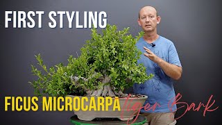 Bonsai styling of Tiger Bark Ficus