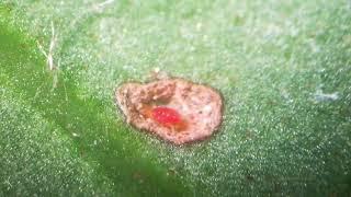 Stigmaeidae (Acari), adult female mite with her eggs - rainforest in Chiba Prefecture, Japan