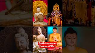 පින්බර පොහොය දිනයක් වේවා‼️🙏🙏🙏 #poya #nikinipoyaday #loardbuddha #pohoyaday #worshipjourney #temple