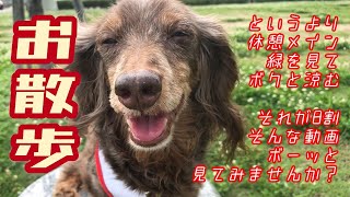 【シニア犬ダックス】ビスコさんのお散歩～ほぼ休憩編