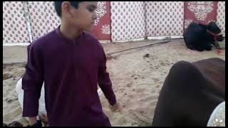 Ahmed Raza. Memon  Nani House cow #vlog 🐗🐗🐏🐐