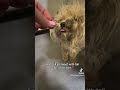 severely matted stray in need of grooming foster or rescue at stanislaus shelter in modesto ca