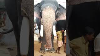 അവൻ വന്നാ തീ പറക്കും kerela elephant WhatsApp status