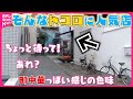 【仰天】住宅街の隠れ家洋食＆町中華の名物しいたけそば＆行列ナポリタン！ そんなトコロに人気店『every.特集』