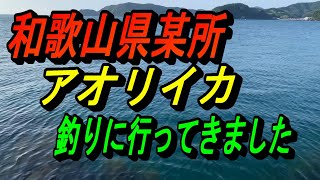 【デカすぎ】アオリイカ釣りに行ってきました！