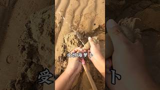 赶海人老王挖出受惊的海萝卜 #赶海