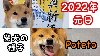 【柴犬】２０２２年元日の柴犬の様子