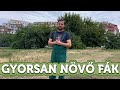 Gyorsan nővő fák, amelyeket nem forgalmaznak a kertészetek | Megyeri Szabolcs