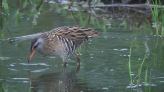 クイナ（1）与那国島と清瀬金山緑地公園 - Water rail - Wild Bird - 野鳥 動画図鑑