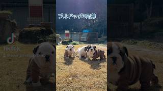 #ブルドッグ子犬 #puppy #ブルドッグ #ブルドッグチャンネル #bulldog #岡山県