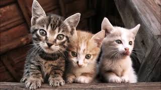 1 2 3, Trois petits chats