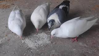 পাৰ চৰাই | Pigeon🔥