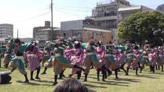 早稲田大学東京花火☆大賞受賞（Ⅱ）＠2013　湘南よさこい祭り