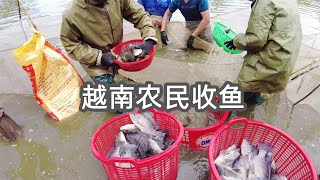 What kind of fish are raised in rural Vietnam? A small fish pond harvest 2.5 tons of fish