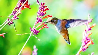 Música suave para relaxar e trazer momentos de paz - Reduza o estresse e a ansiedade