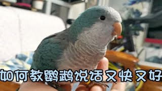 如何教鹦鹉说话会更好