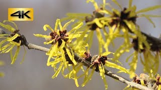 マンサクの花咲くみち・塩坂峠 (関東ふれあいの道) ~2018年2月24日~ Hamamelis japonica : 栃木県足利市－佐野市 : 4K