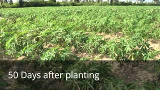 Cassava Farm Pursat Cambodia #8