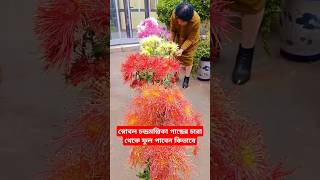 স্নোবল চন্দ্রমল্লিকা গাছের চারা থেকে ফুল পাবেন কিভাবে grow chrysanthemum #facts #flowers #shorts