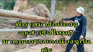 กลับมาหาน้องจูเนียร์ตามคำสัญญาที่ปางช้างยุทธศักดิ์ อ.แม่วาง จ.เชียงใหม่