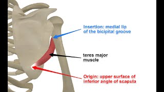 Two Minutes of Anatomy: Teres Major