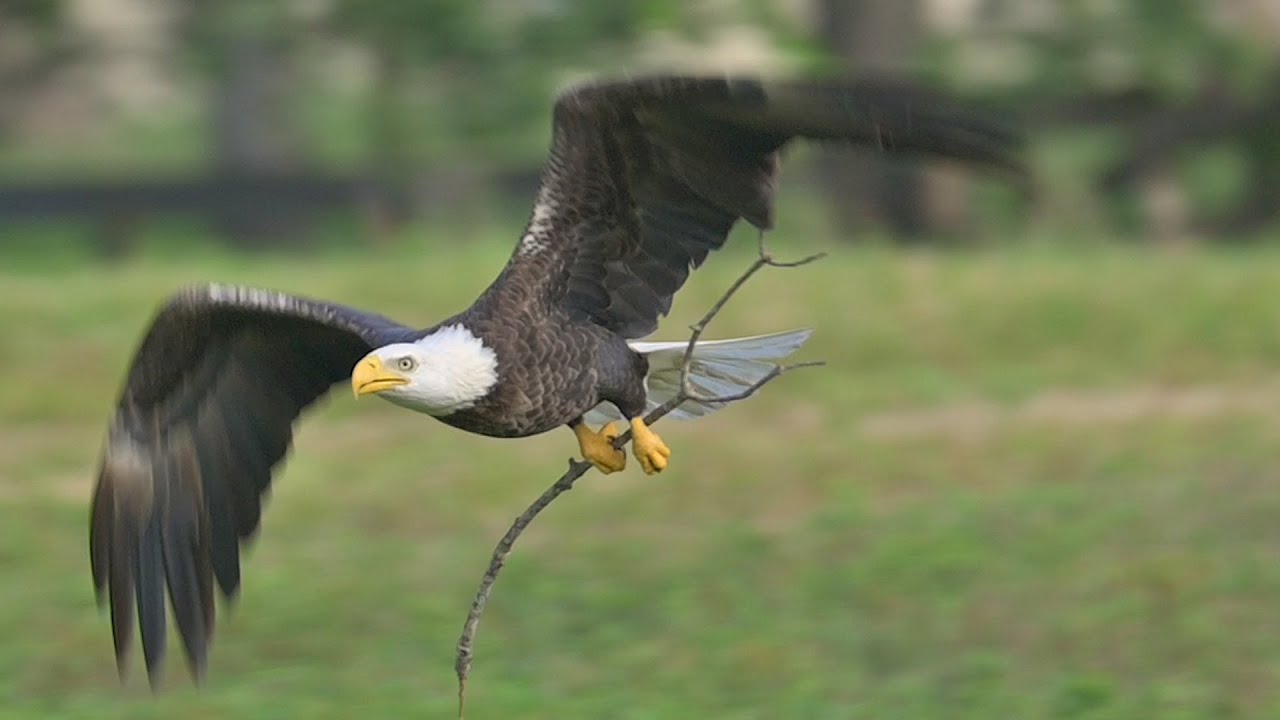 SWFL Eagles- M15 And F23 Nestorations, Sealing The Deal, Dad Catches ...