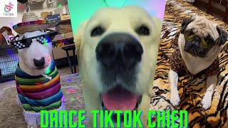 Simple Dimple Cupcakke Remix dance de no animaux tiktok drole