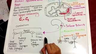 Rostral Spinocerebellar Pathway Tutorial