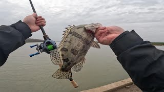 大河野钓，一会就钓了几条鲈鱼鳜鱼，把撒网大爷羡慕坏了