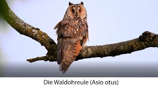 Waldohreule (Asio otus)