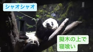 擬木の上で寝食いを始めたシャオシャオ　2023.02.11 Cute panda twins