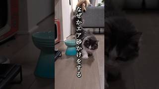 なぜ猫がこのような事をするのか私にはわかりません #shorts #かわいい猫 #マンチカン