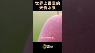 世界上最贵的天价水果 Taiyo no Tamago Mangoes太阳蛋芒果 日本 每磅2,916美元  特点 - 科学生长方法