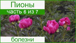 🥀 Болезни пионов и их лечение