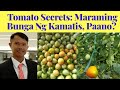 Tomato Secrets, Paano paramihin ang bunga ng  kamatis?