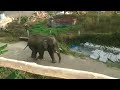 ഓടിക്കോ... കാട്ടാന വരുന്നുണ്ട് rampaging elephant charges into village wild elephant attack kerala