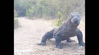 15 February 2024 - Forwarded - A Komodo Dragon eats a baby foal 🐐 🦌