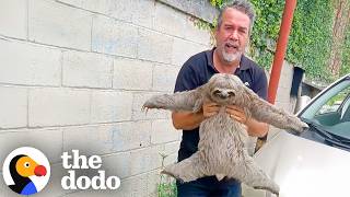 These Two Sloths Were Rescued Just in Time | The Dodo