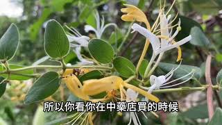 讓你搞懂超夯的【金銀花/忍冬】 Japanese Honeysuckle