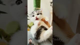 #cat #catlover #funny #pets #kitten #cute #有趣的时刻 #爱猫的人们 #niedliches #funnymoments