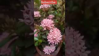 For Sale | Contact 9947102066 | svgarden | #gardeningtips#plants #shortvideo #flowers#nature #garden