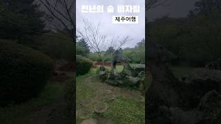 천년의 숲 비자림 제주여행 휴양림 산림욕장 제주 제주시 구좌읍 비자숲길 55미애언니 전미애가간다