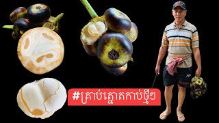 ត្នោតទើបកាប់ពីដើមមកថ្មីៗ - Fresh Palm Fruit - Yummy Cooking Vlogs