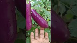 വഴുതന വേഗത്തിൽ കായ്ക്കാൻ #R4VGarden#shorts#feed