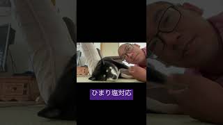 塩対応過ぎるひまり #黒柴 #柴犬 #豆柴 #dog #日常