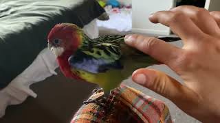 What is she doing? Female eastern rosella || strange behaviour