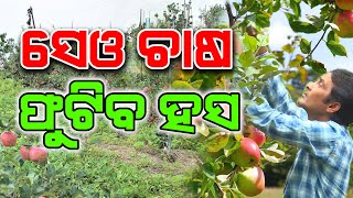 ଓଡ଼ିଶାରେ ସେଓ ଚାଷ - ଗୋଟେ ନୂଆ ଆଶା | Apple Farming in Odisha - A new hope | Seu Chaasa